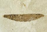 Fossil Willow, Mimosites, And Crickets- Green River Formation, Utah #111377-2